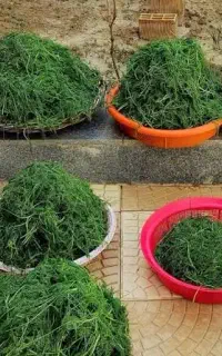 شویت پلویی خشگ
