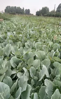 نهال کلم سالادی