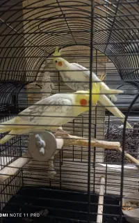 دو عدد عروس هلندی