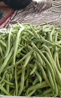 لوبیای تازه