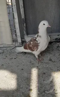 کفتر جوجه