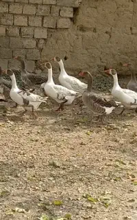 معاوضه غاز محلی با بوقلمون نر
