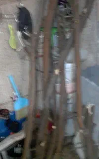 تنه درخت انجیر