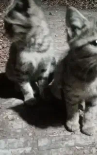گربه