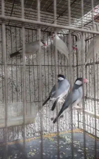 پرنده چند مدل