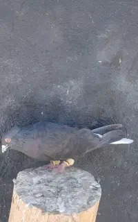 سیاه دم سفید