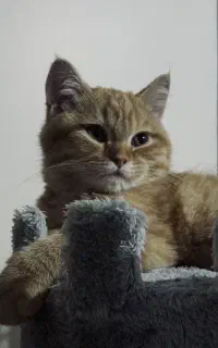 گربه بریتیش