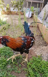فروش دوعدد خروس گلین
