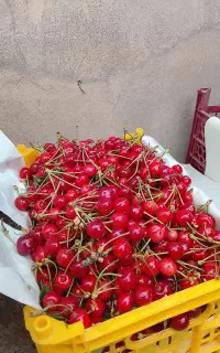 گیلاس کجور