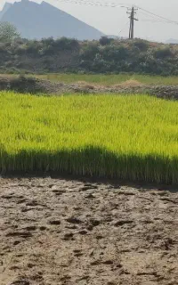 بذر برنج چمپا