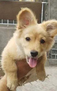 سگ  قیمت ۲ تومن