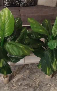 درختچه مصنوعی به قیمت قبل به علت جمع آوری