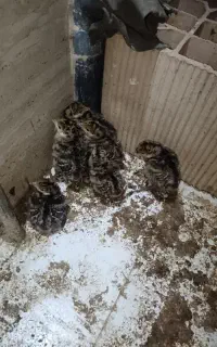 بوقلمون و جوجه