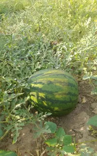 هندوانه محلی