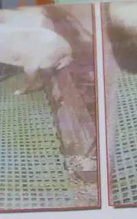 پالت دامداری