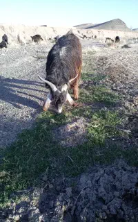 گیسه زاییده پر شیر