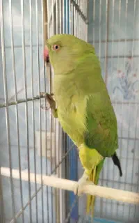 ملنگو فول اهلی