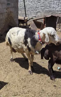 قوچ پلنگی میش بره نر ماده