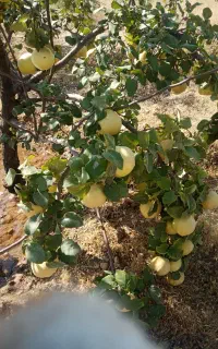 به صادراتی درجه یک