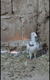 کفتر فروشی