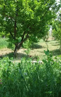 خدمات کشاورزی وباغبانی