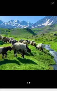 گوسفند زنده