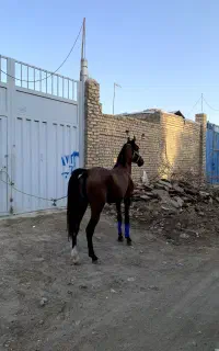سیلمی دره‌شور