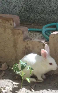 خرگوش فقط  ۳۰۰