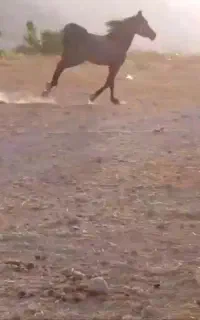 فروش سیلمی ترکی