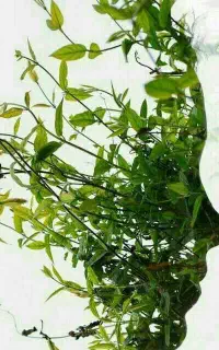 دعوت به همکاری ویژه بانوان