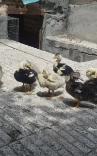 اردک