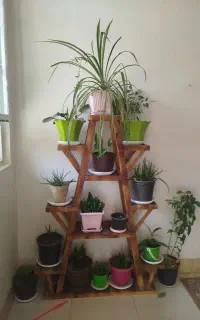 استند