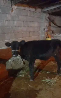 ۱راس گوساله نر  جنس دار