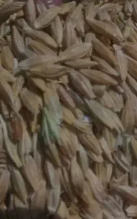 جو محلی ،خوراک دام