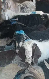کهره نر
