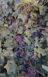 انگور ترکمن مویز