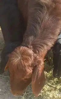 شیشک چاق سرک دار جوان