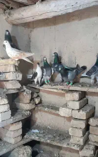 کبوتر پرشی