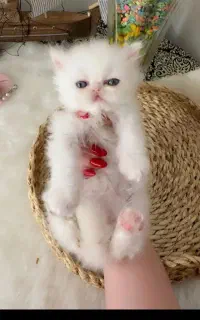 پرشین های سفید  چشم آبی یخی