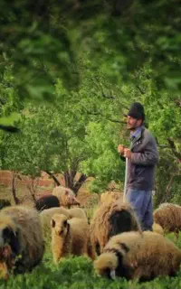 چوپانی کار می کنم