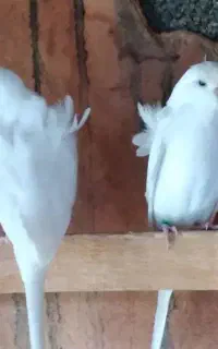 مرغ عشق پروانه ای سفید برفی