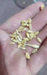 گندم دیمه