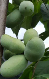 فروش نهال پاوپاو (انبه سردسیری)