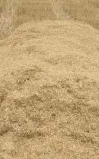 ریسه رنگی