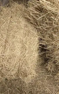 کاه ( کلش) برنج هاشمی