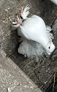 کبوتر