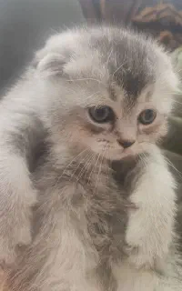 بیریتیش اسکاتیش نر