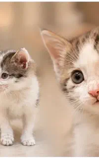 بچه گربه، خواهر برادر