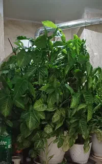 گلدان سینگونیوم بزرگ ارتفاع۱۲۰ در۱۰۰