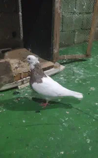 کبوتر طوقی نر معاوضه با ماده